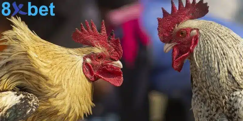 Đá gà trực tiếp - Giải trí kịch tính và đổi đời nhanh chóng 1 Đá gà trực tiếp - Giải trí kịch tính và đổi đời nhanh chóng